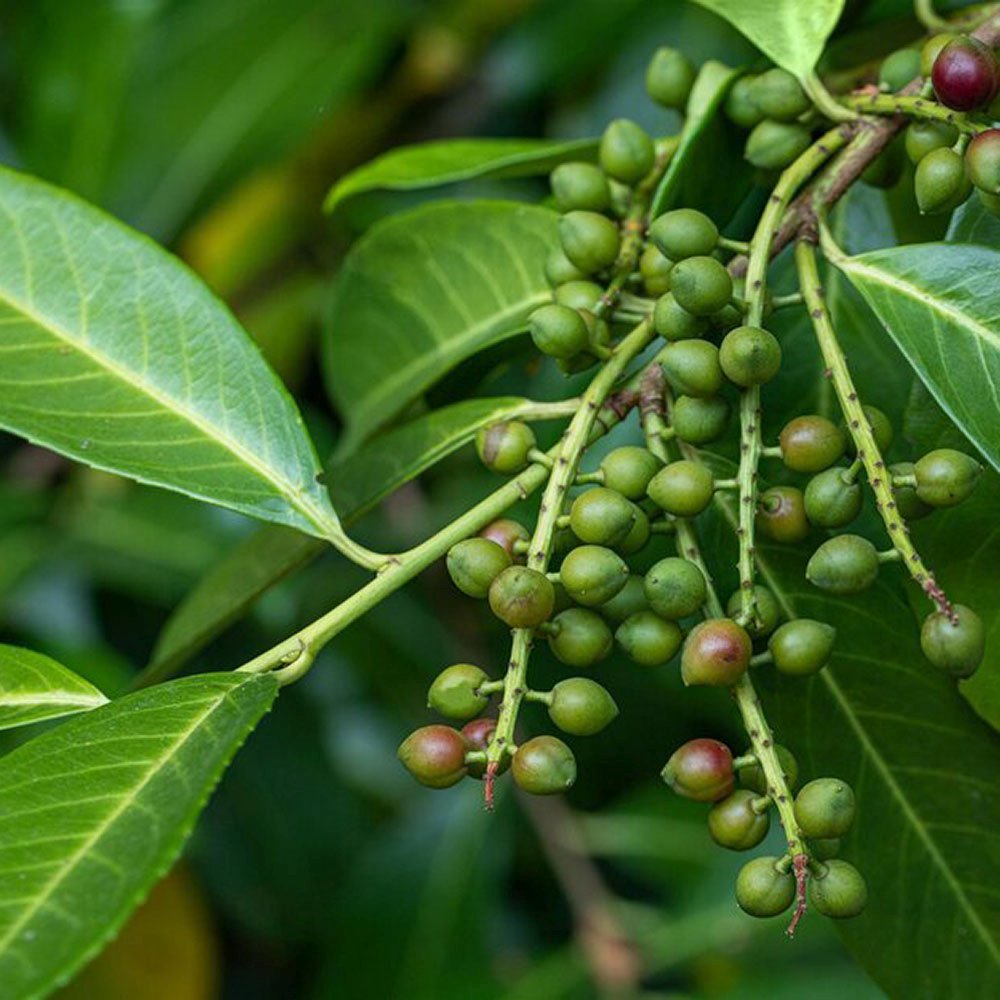 Laur Englezesc Vesnic Verde Green Torch (Laurocires), Gard Viu cu Flori