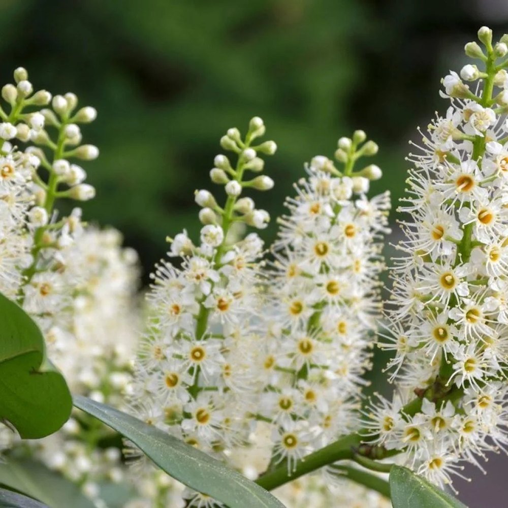 Laur Englezesc Vesnic Verde Green Torch (Laurocires), Gard Viu cu Flori