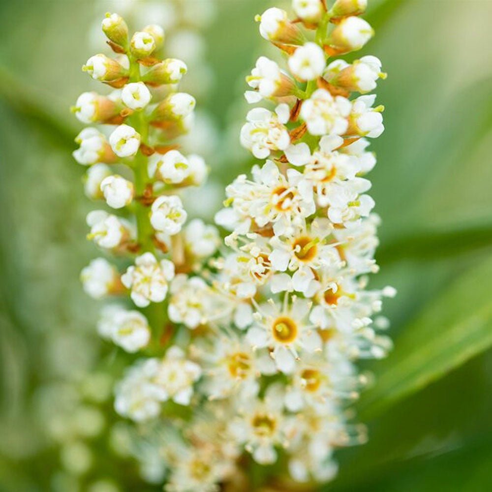 Laur Englezesc Vesnic Verde Green Torch (Laurocires), Gard Viu cu Flori