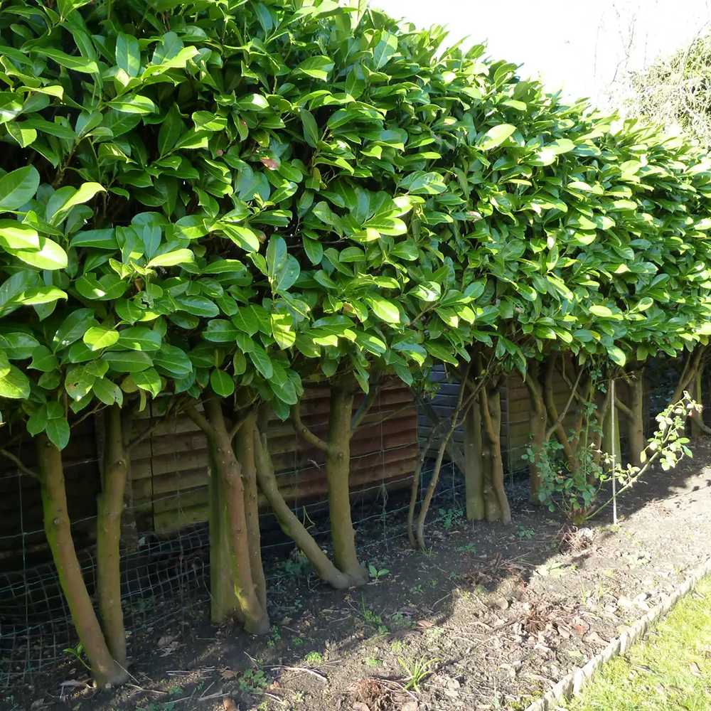 Laur Englezesc Vesnic Verde Green Torch (Laurocires), Gard Viu cu Flori