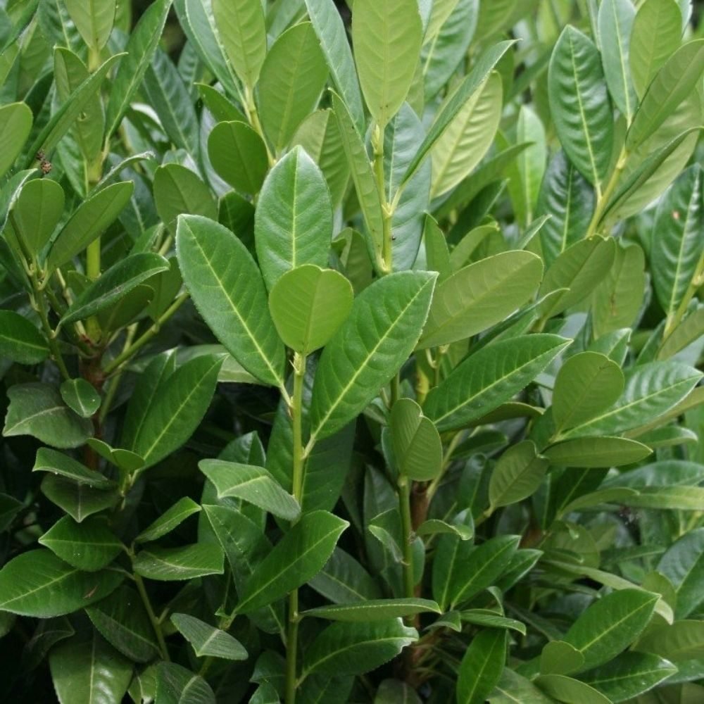 Laur Englezesc Vesnic Verde Green Torch (Laurocires), Gard Viu cu Flori