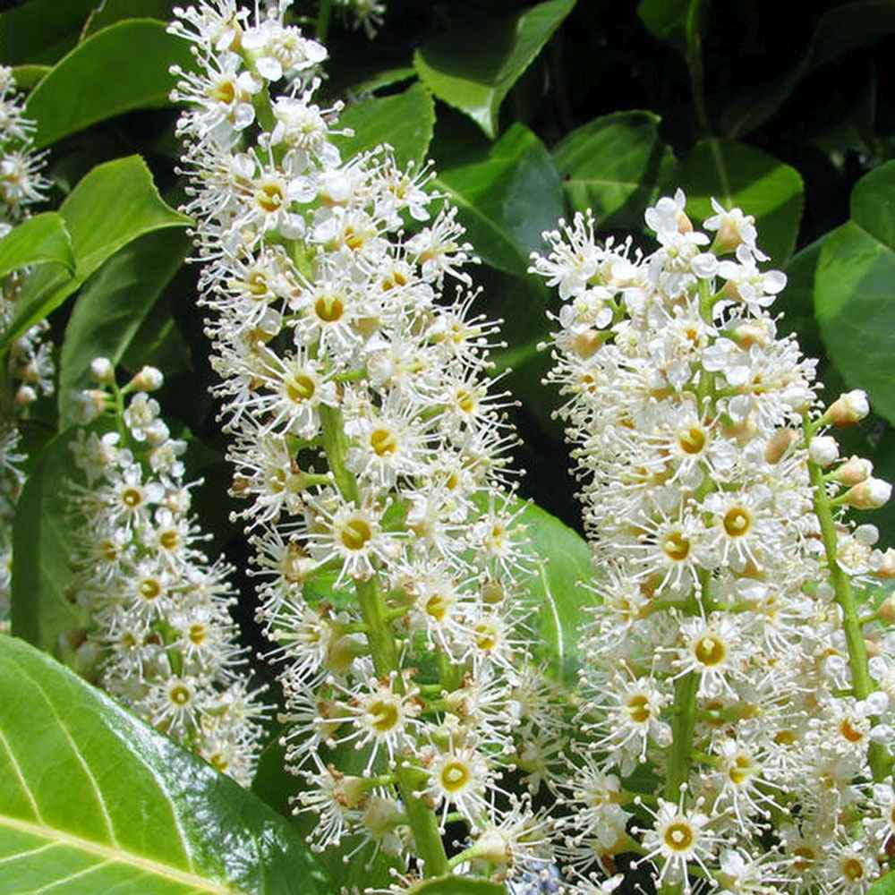 Laur Englezesc Vesnic Verde Obelisk (Laurocires), Gard Viu cu Flori