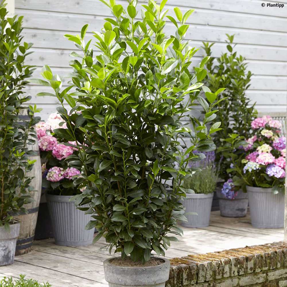 Laur Englezesc Vesnic Verde Obelisk (Laurocires), Gard Viu cu Flori