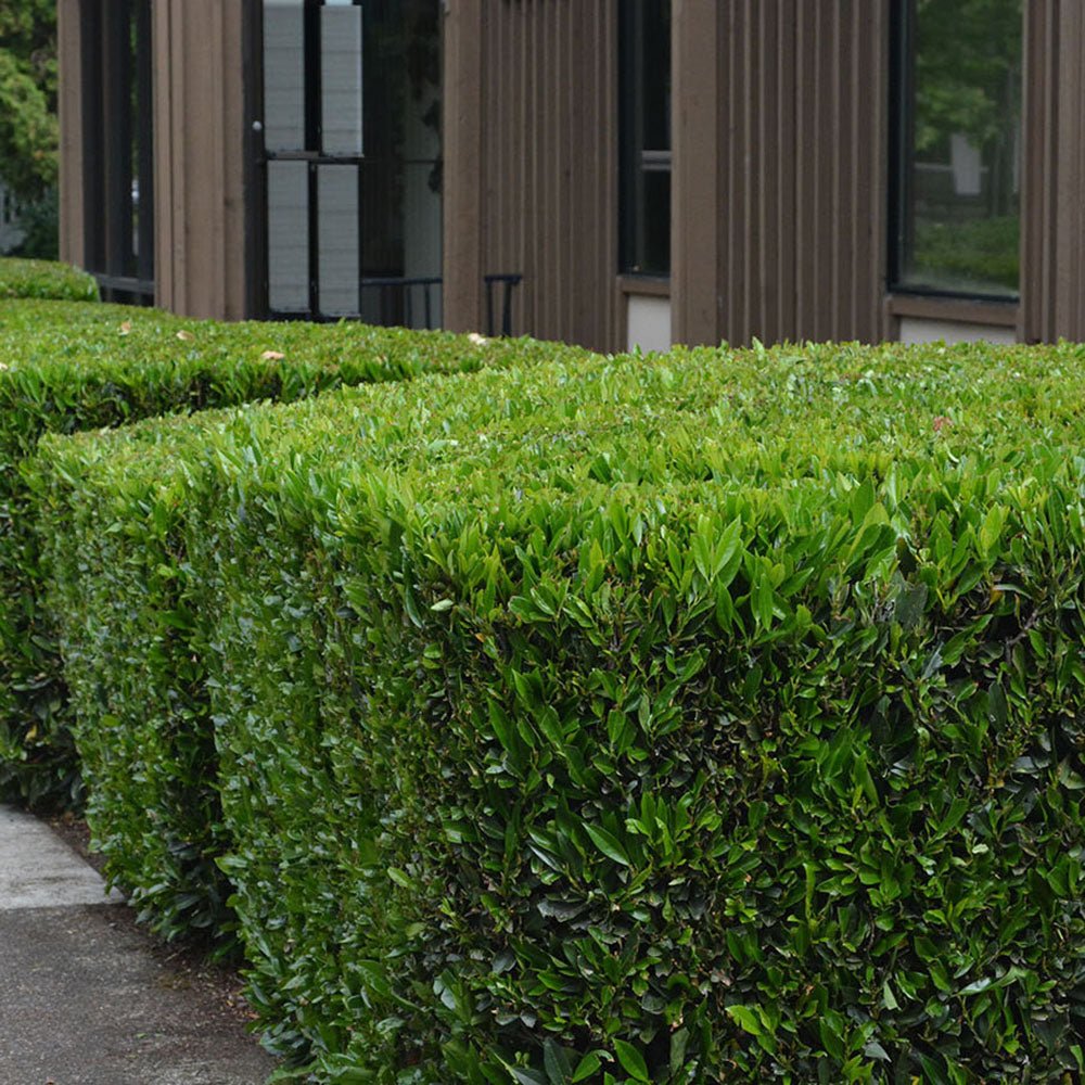 Laur Englezesc Vesnic Verde Otto Luyken (Laurocires), Gard Viu cu Flori