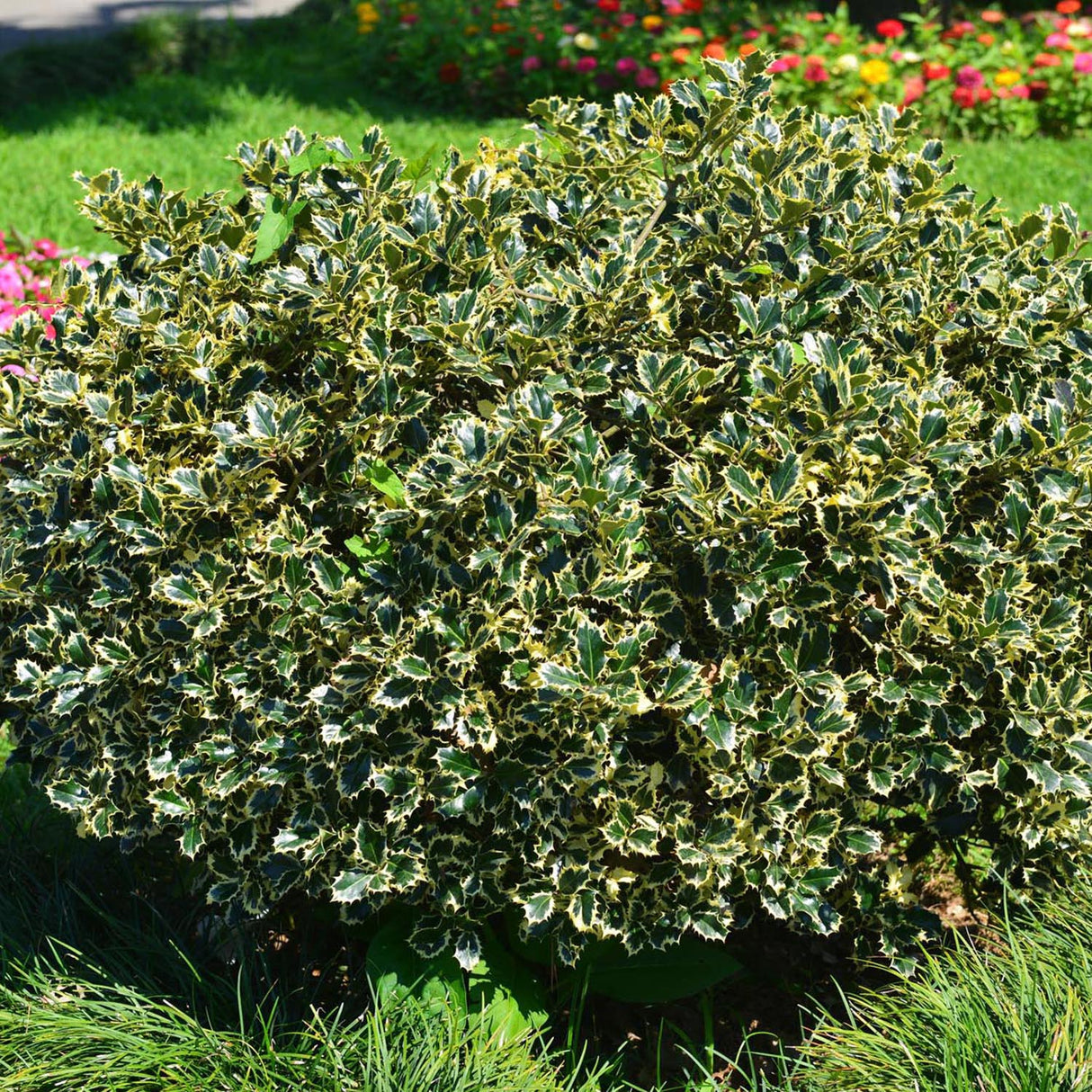 Laur Japonez Vesnic Verde Argentea Marginata, Gard Viu Rezistent La Inghet