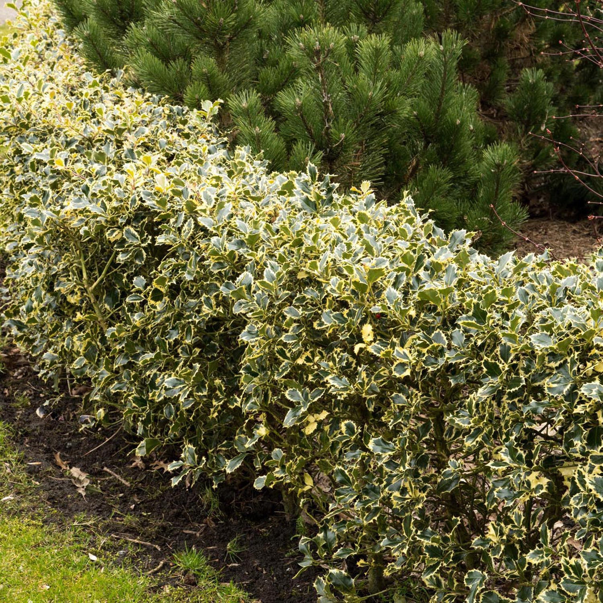 Laur Japonez Vesnic Verde Argentea Marginata, Gard Viu Rezistent La Inghet