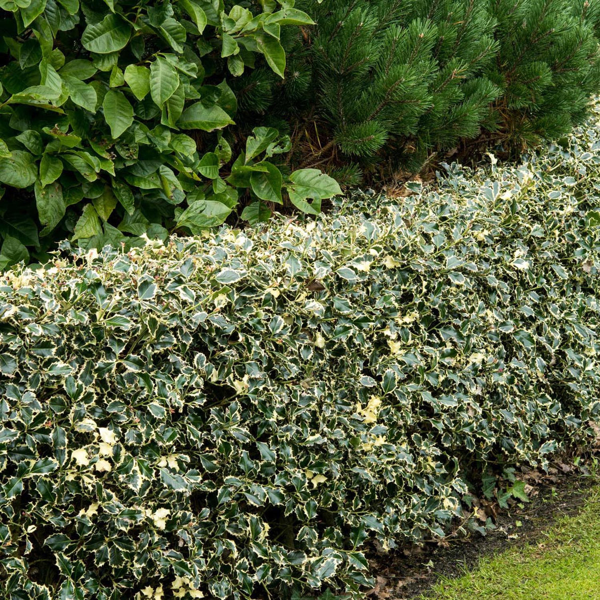 Laur Japonez Vesnic Verde Argentea Marginata, Gard Viu Rezistent La Inghet