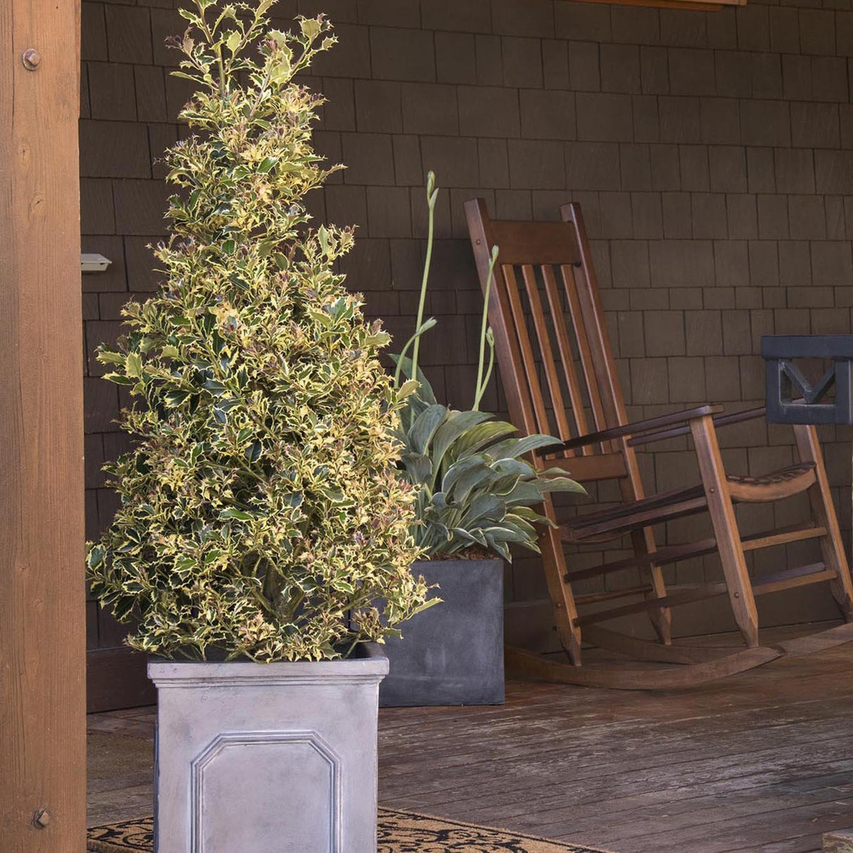 Laur Japonez Vesnic Verde Argentea Marginata, Gard Viu Rezistent La Inghet