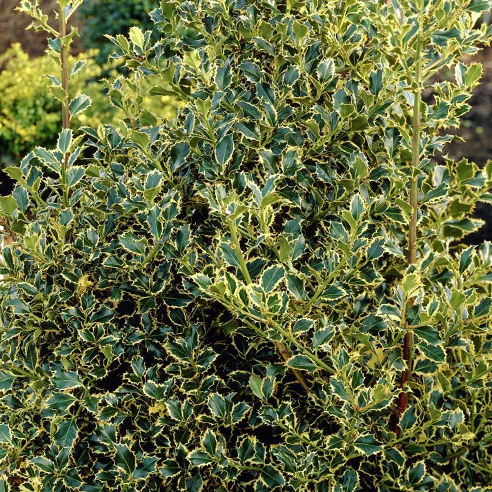 Laur Japonez Vesnic Verde Argentea Marginata, Gard Viu Rezistent La Inghet