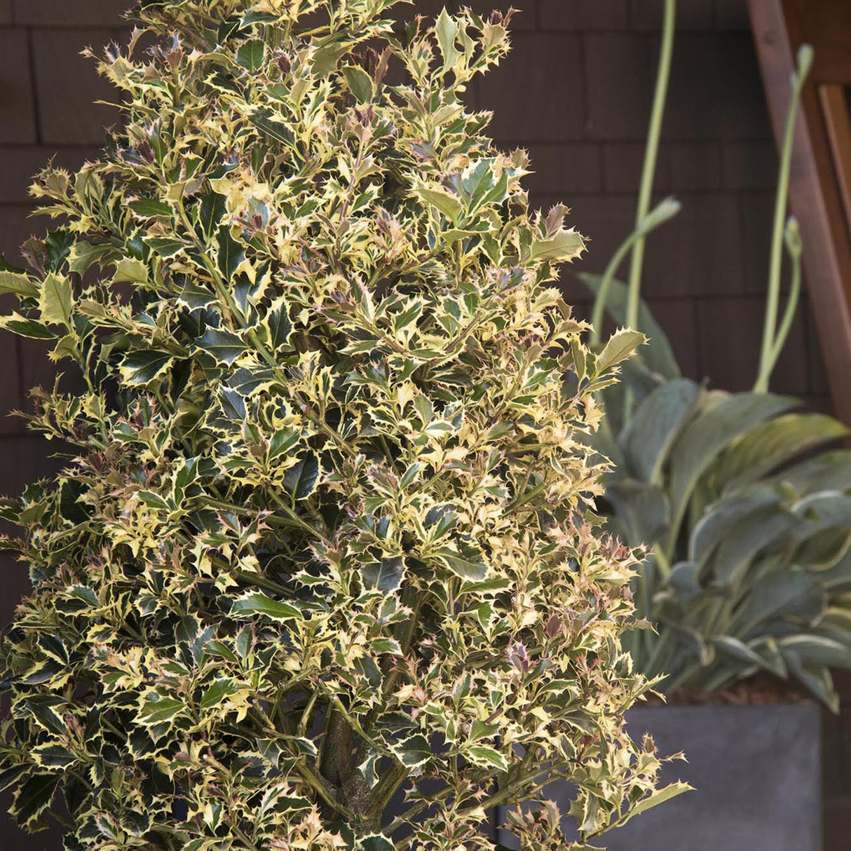 Laur Japonez Vesnic Verde Argentea Marginata, Gard Viu Rezistent La Inghet