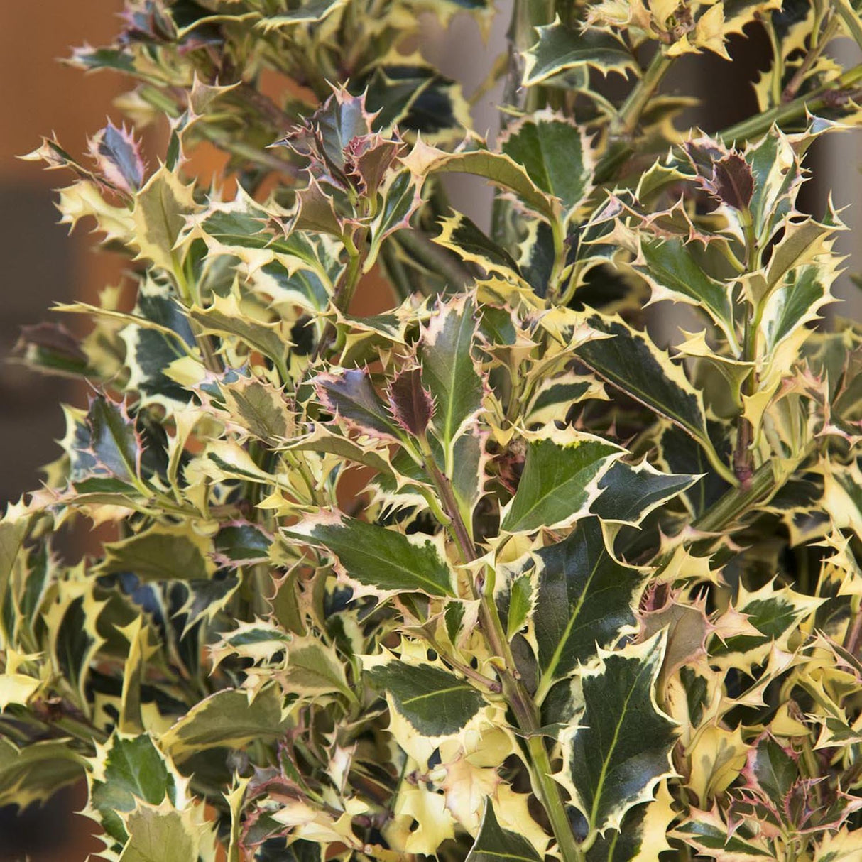 Laur Japonez Vesnic Verde Argentea Marginata, Gard Viu Rezistent La Inghet