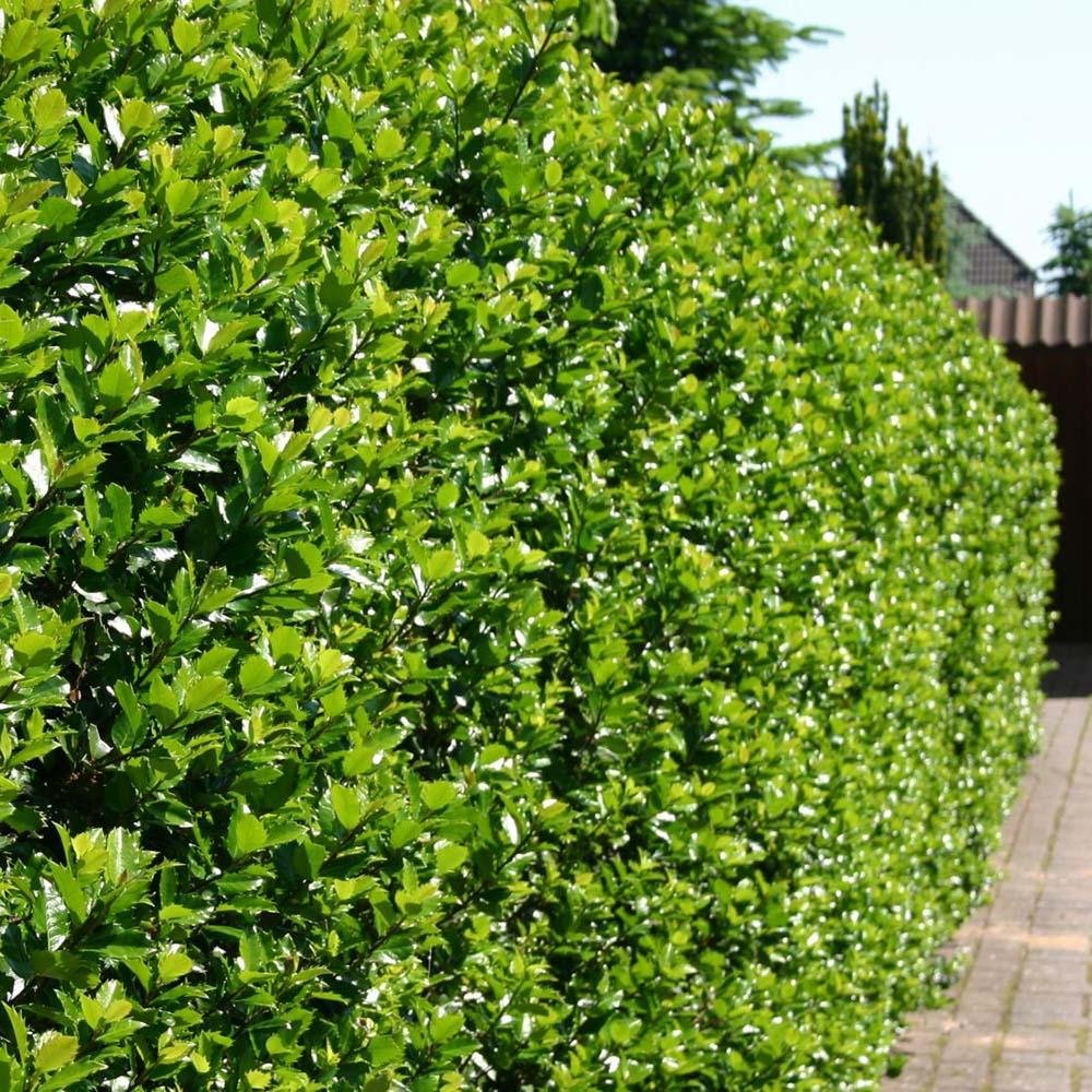 Laur Japonez Vesnic Verde Heckenblau (Ilex), Gard Viu Rezistent La Inghet