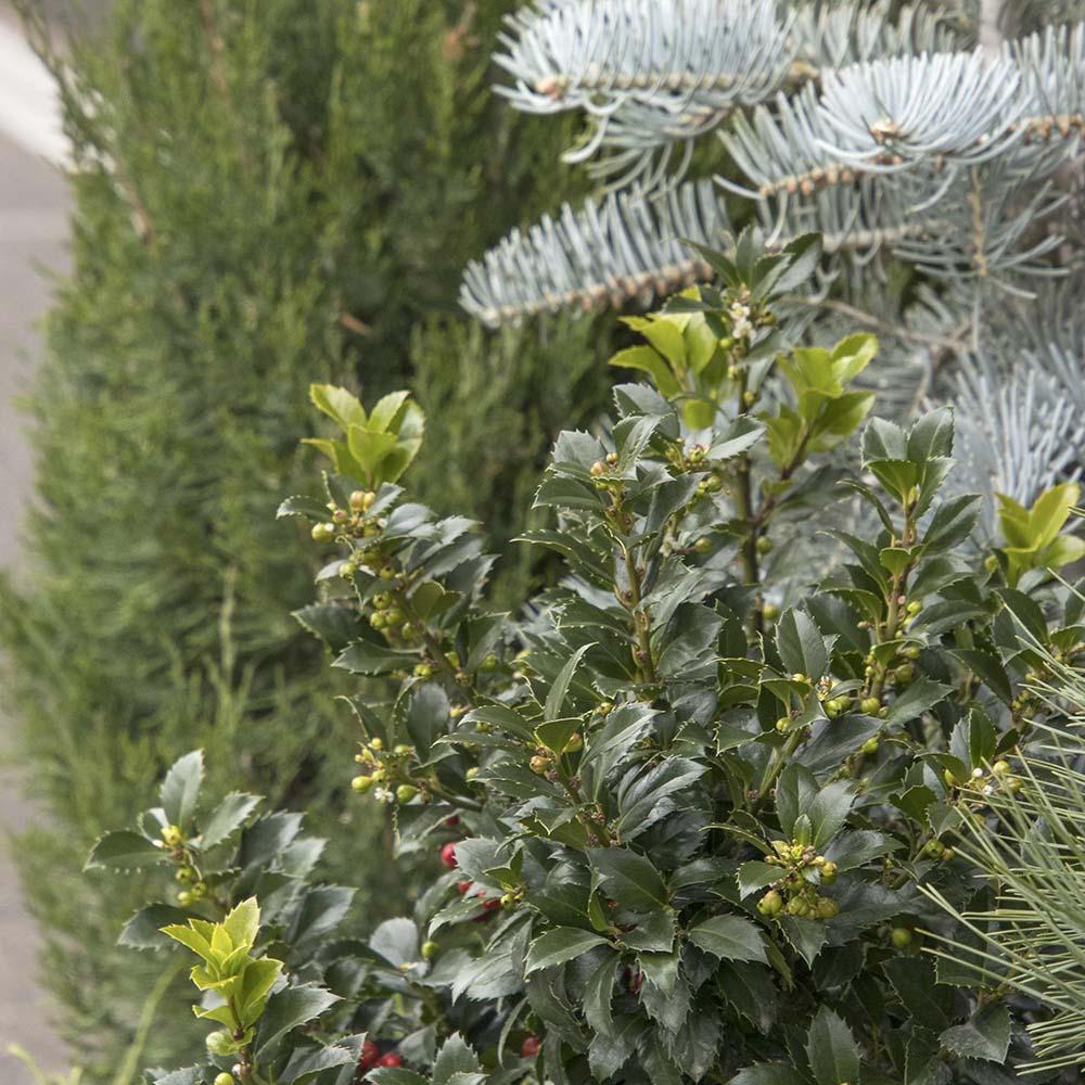 Laur Japonez Vesnic Verde Heckenblau (Ilex), Gard Viu Rezistent La Inghet