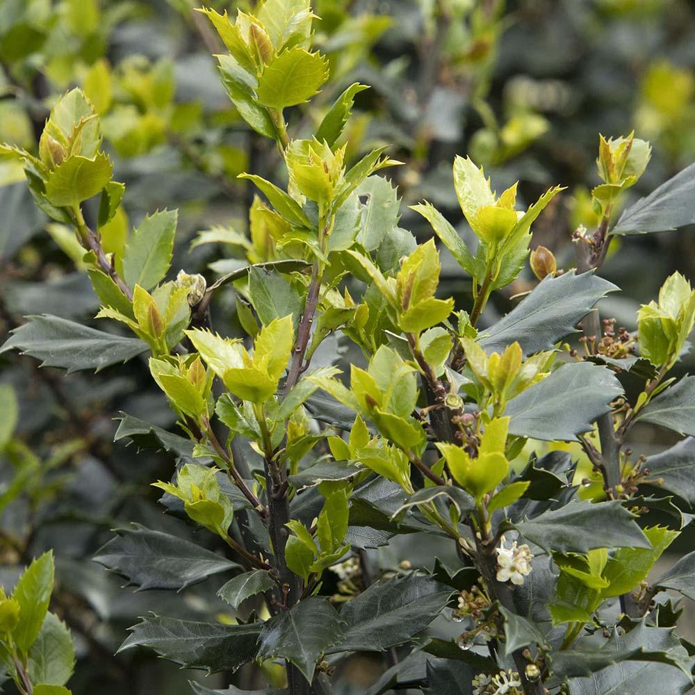 Laur Japonez Vesnic Verde Heckenblau (Ilex), Gard Viu Rezistent La Inghet