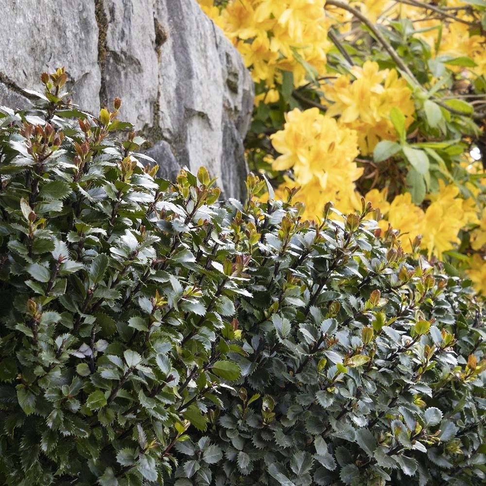Laur Japonez Vesnic Verde Heckenblau (Ilex), Gard Viu Rezistent La Inghet