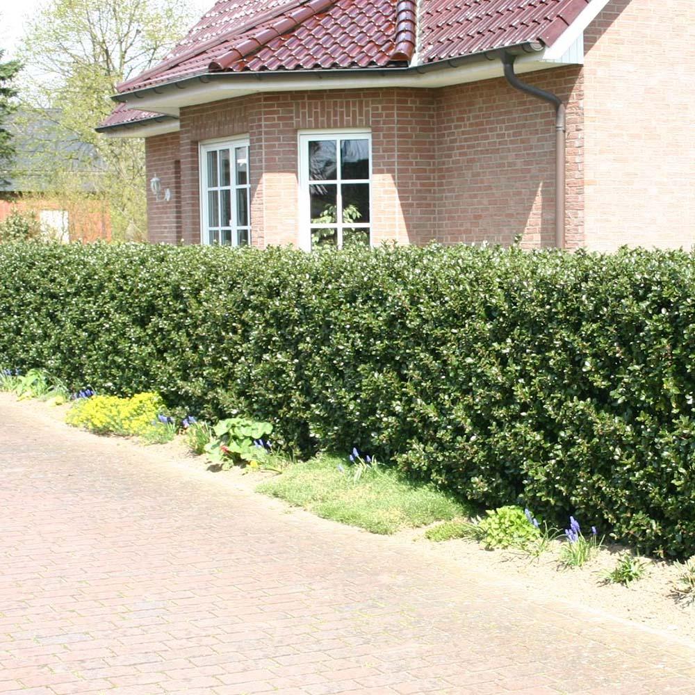 Laur Japonez Vesnic Verde Heckenblau (Ilex), Gard Viu Rezistent La Inghet