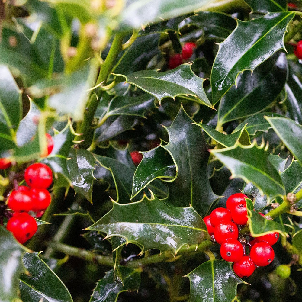 Laur Japonez Vesnic Verde Heckenfee (Ilex), Gard Viu Rezistent La Inghet
