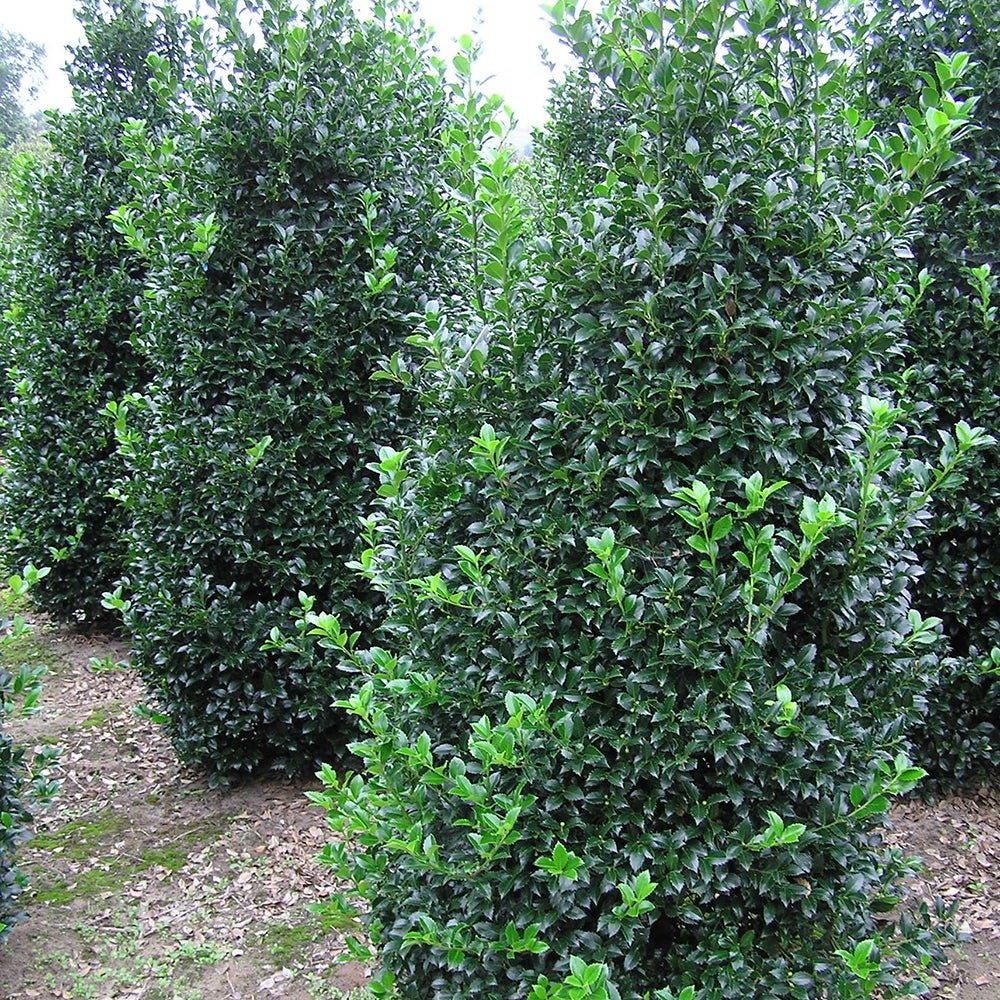 Laur Japonez Vesnic Verde Heckenfee (Ilex), Gard Viu Rezistent La Inghet