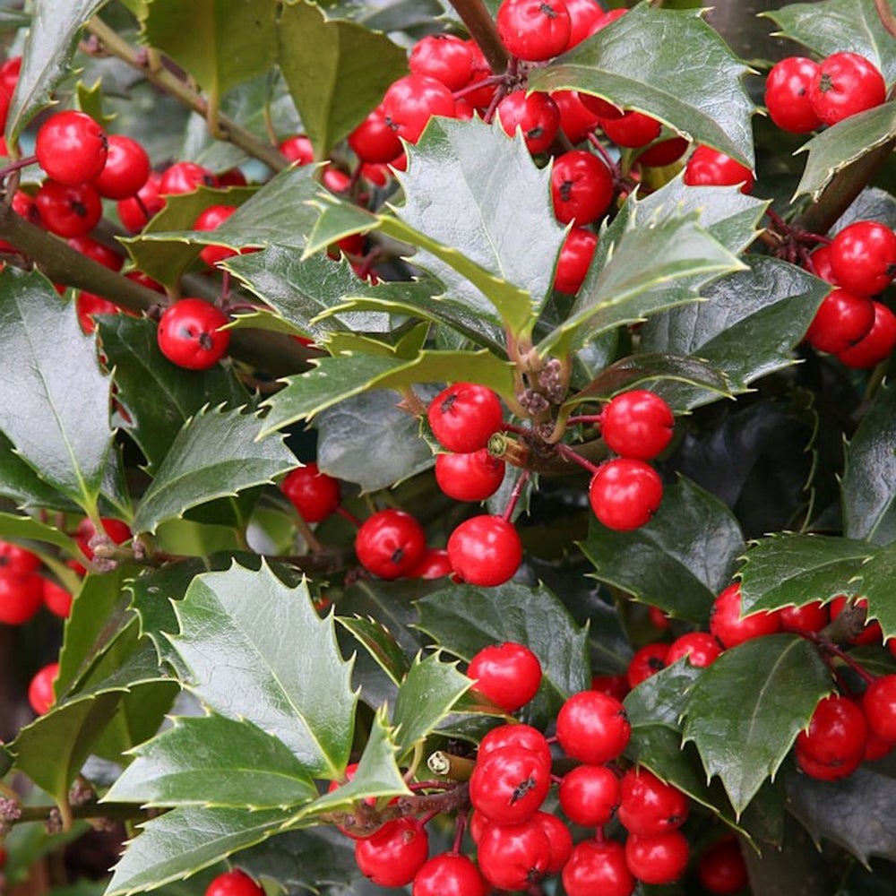 Laur Japonez Vesnic Verde Heckenfee (Ilex), Gard Viu Rezistent La Inghet