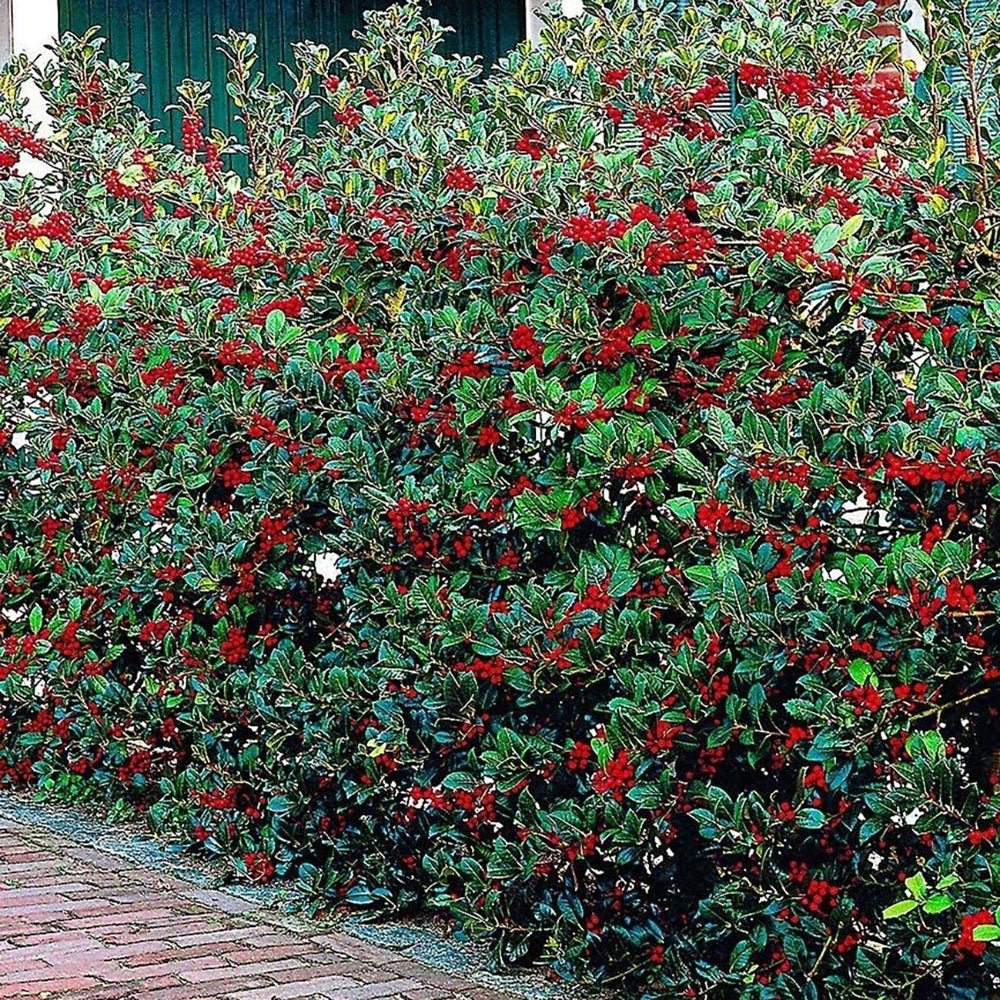 Laur Japonez Vesnic Verde Heckenfee (Ilex), Gard Viu Rezistent La Inghet