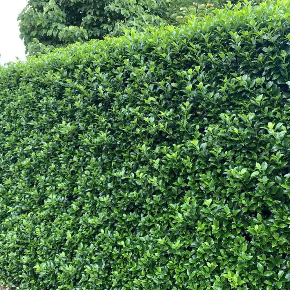Laur Japonez Vesnic Verde Heckenfee (Ilex), Gard Viu Rezistent La Inghet