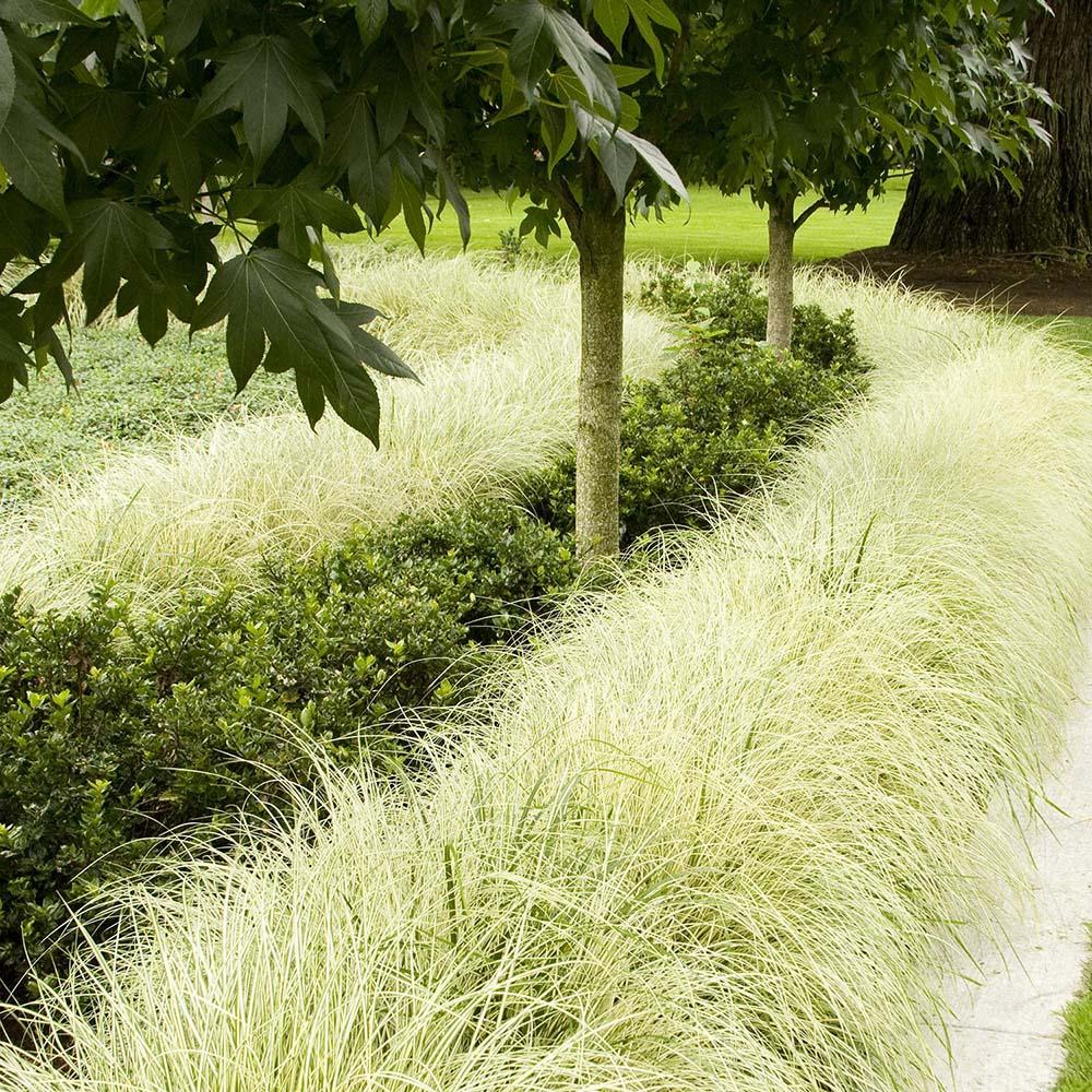 Laur Japonez Vesnic Verde Heckenpracht (Ilex), Gard Viu Rezistent La Inghet