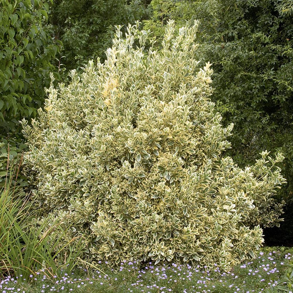 Laur Japonez Vesnic Verde Silver Queen (Ilex), Gard Viu Rezistent La Inghet