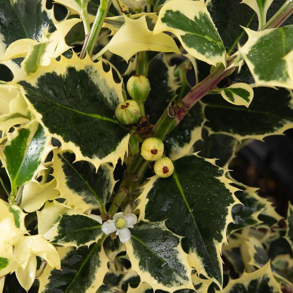 Laur Japonez Vesnic Verde Silver Queen (Ilex), Gard Viu Rezistent La Inghet