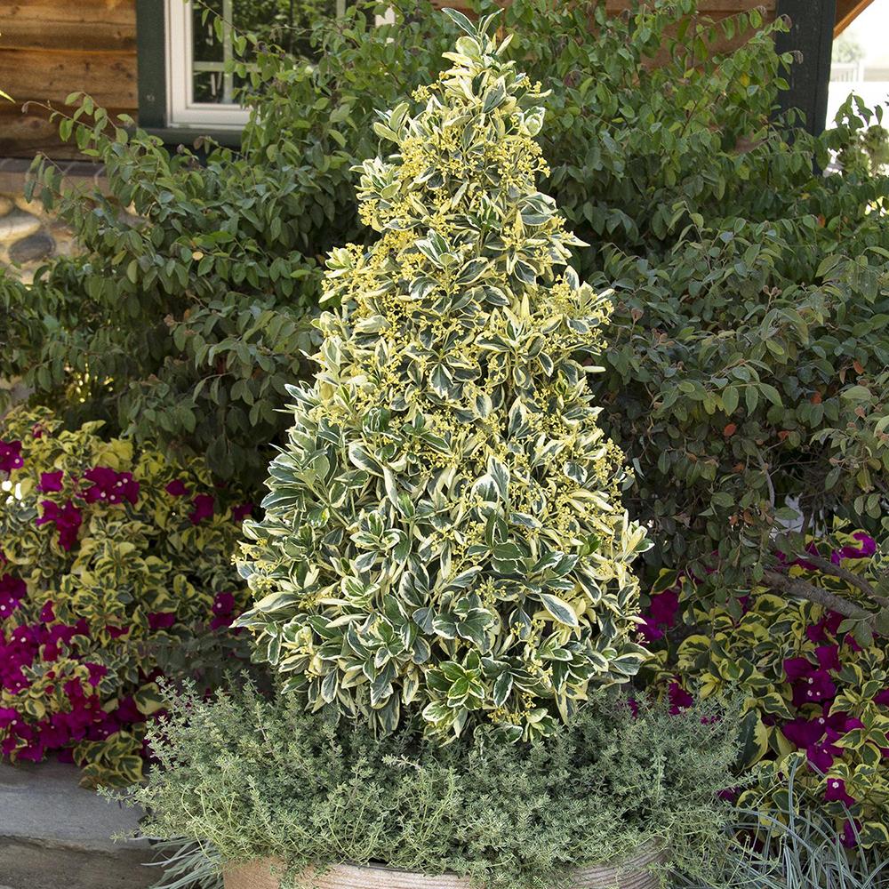 Laur Japonez Vesnic Verde Silver Queen (Ilex), Gard Viu Rezistent La Inghet