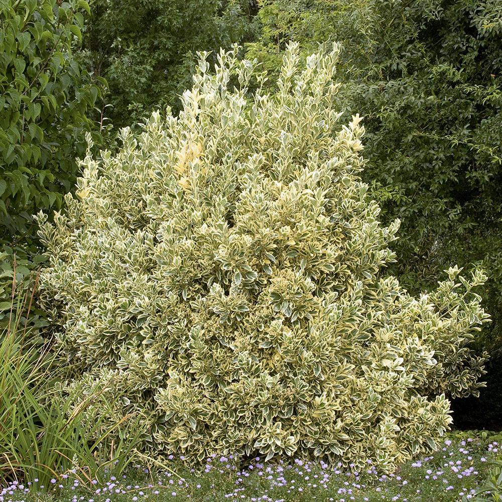 Laur Japonez Vesnic Verde Silver Queen (Ilex), Gard Viu Rezistent La Inghet