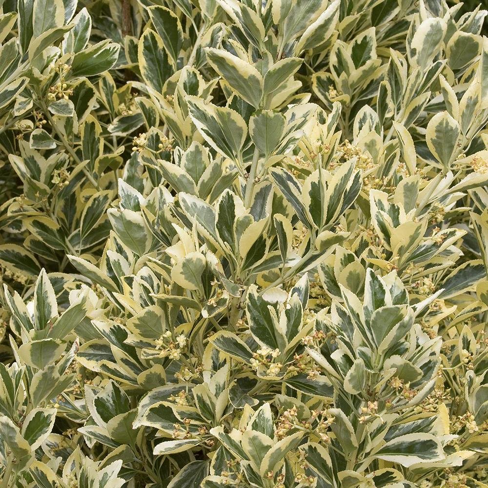 Laur Japonez Vesnic Verde Silver Queen (Ilex), Gard Viu Rezistent La Inghet