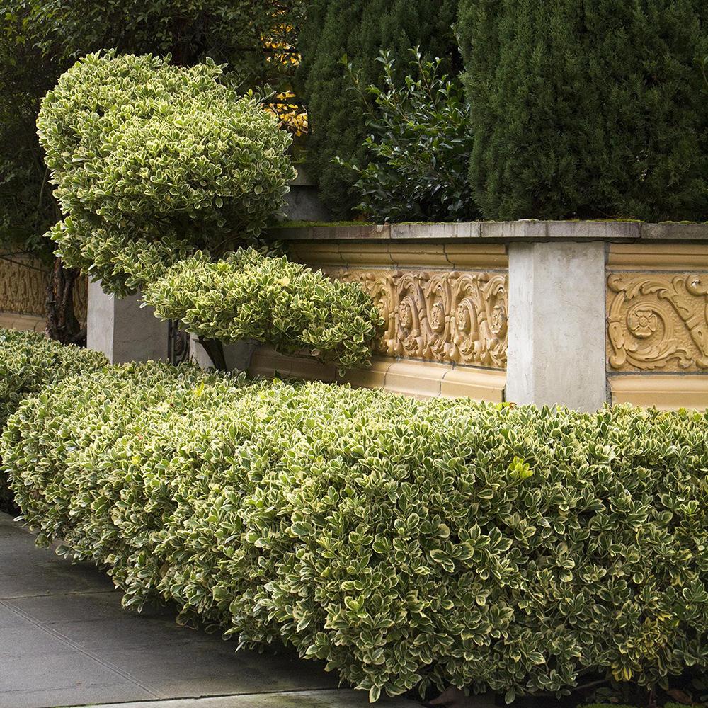 Laur Japonez Vesnic Verde Silver Queen (Ilex), Gard Viu Rezistent La Inghet