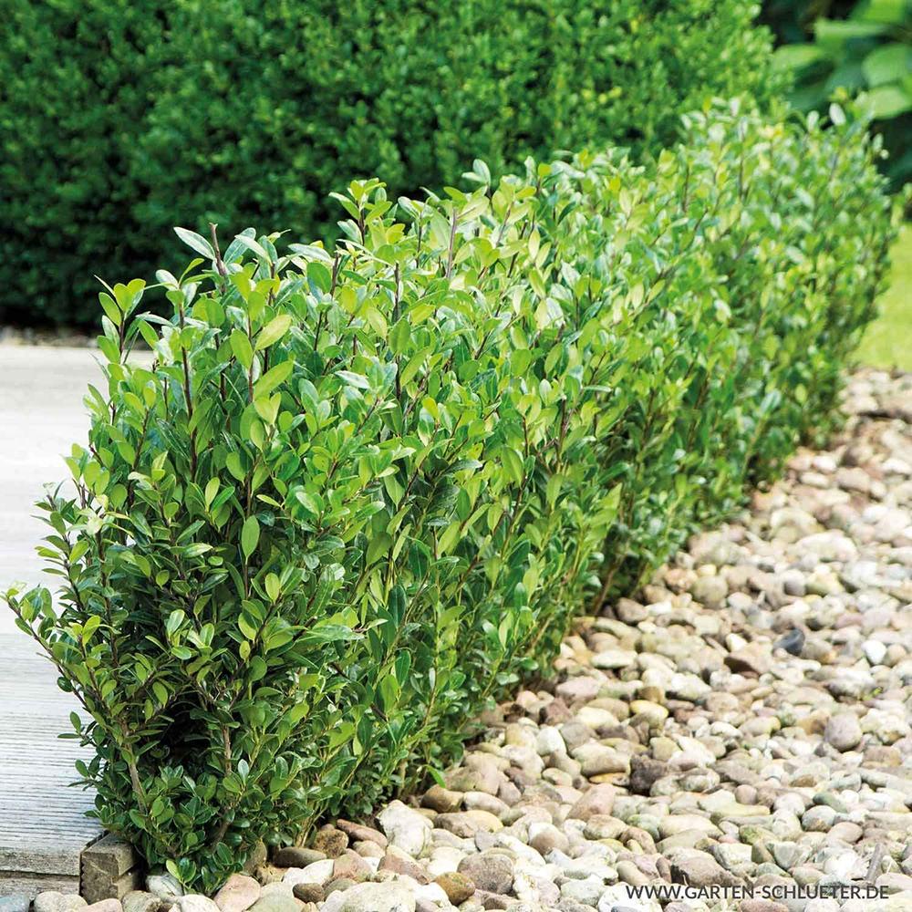 Laur Japonez Vesnic Verde Impala (Ilex), Gard Viu Rezistent La Inghet