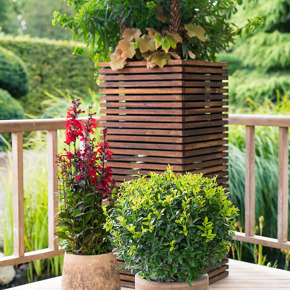 Laur Japonez Vesnic Verde Impala (Ilex), Gard Viu Rezistent La Inghet