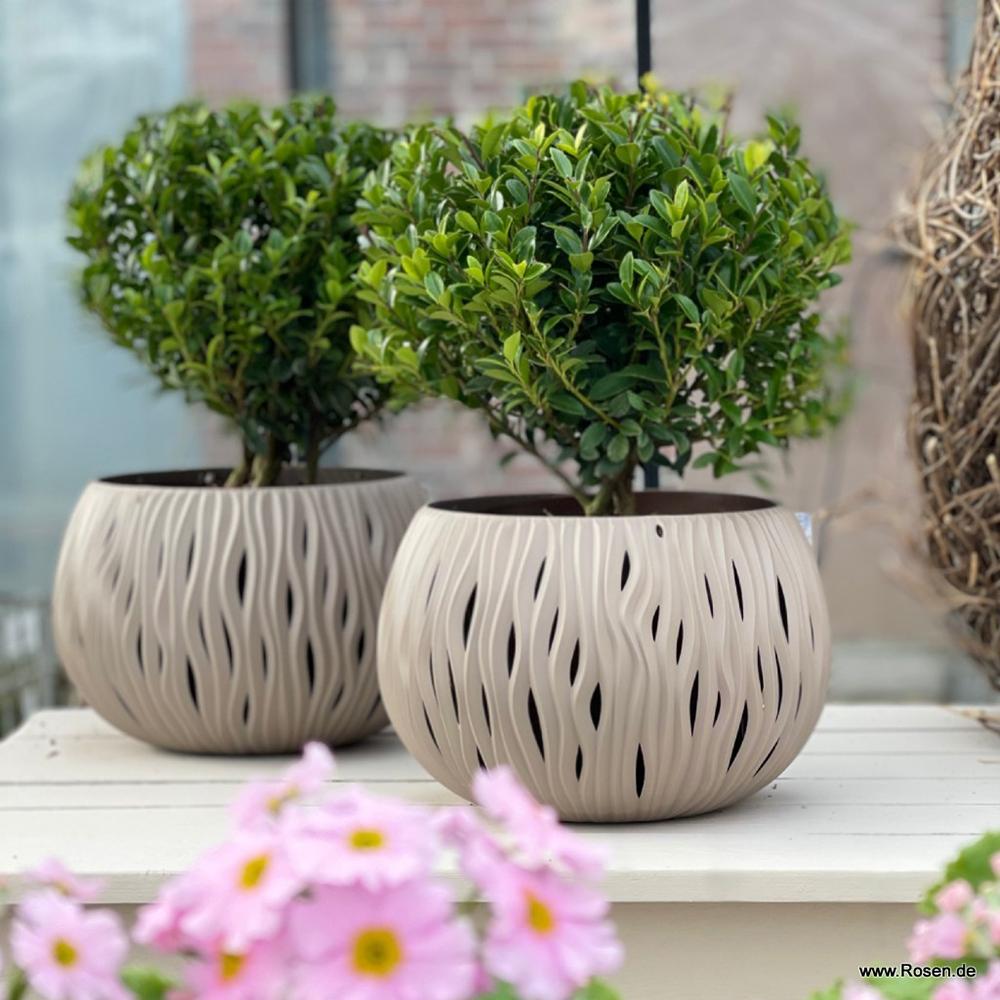 Laur Japonez Vesnic Verde Impala (Ilex), Gard Viu Rezistent La Inghet