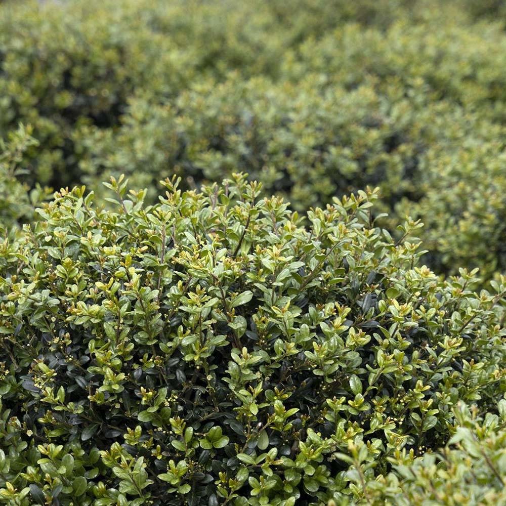 Laur Japonez Vesnic Verde Carloine Upright (Ilex), Gard Viu Rezistent La Inghet