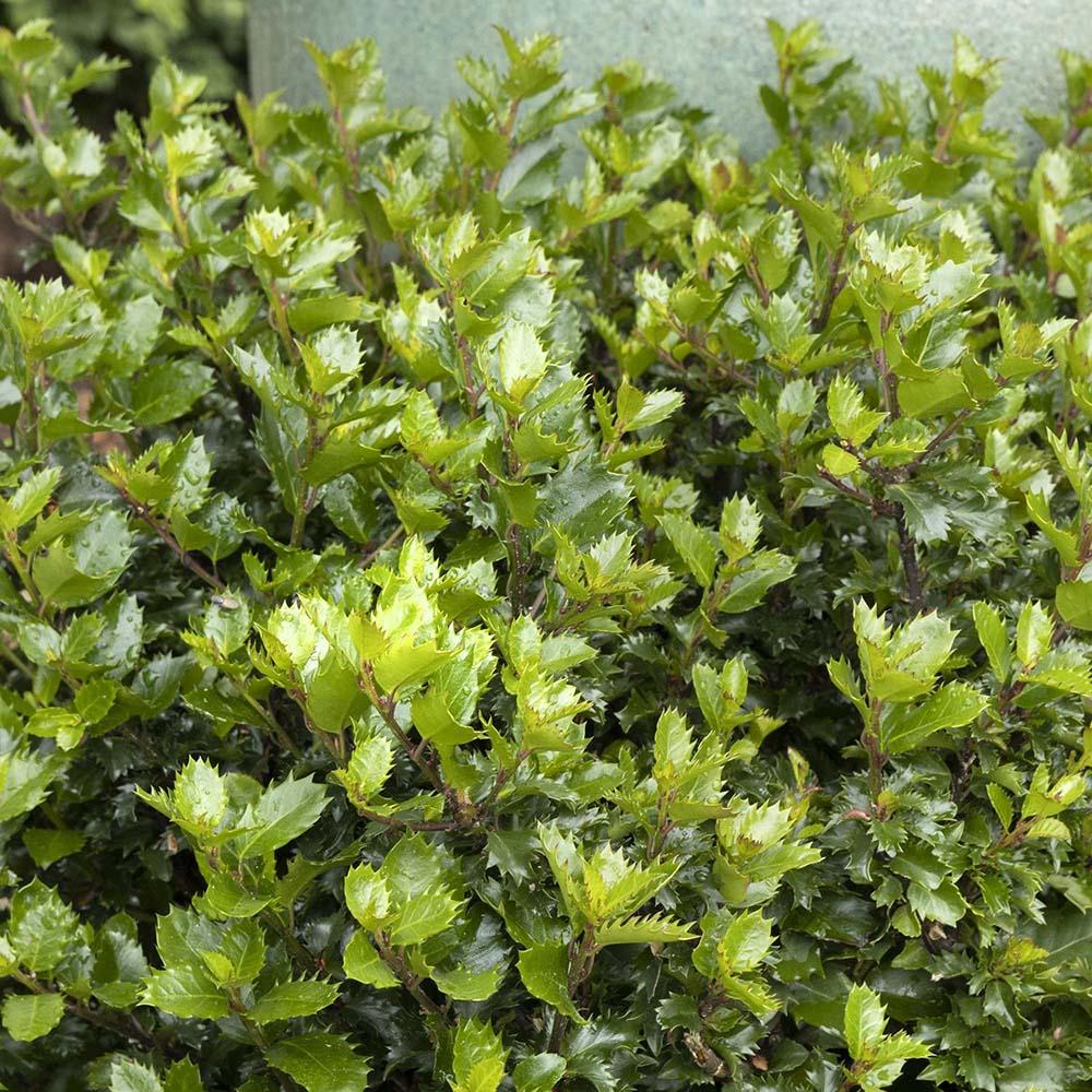 Laur Japonez Vesnic Verde Carloine Upright (Ilex), Gard Viu Rezistent La Inghet