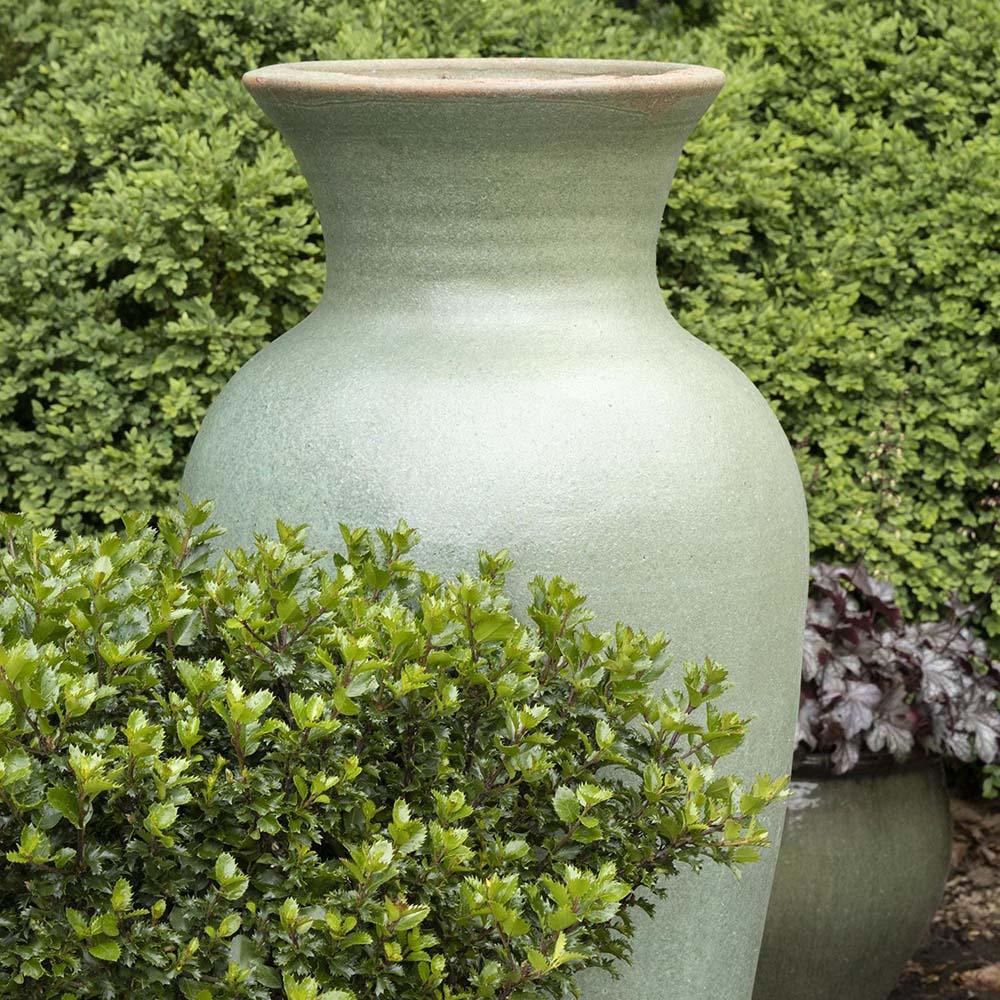 Laur Japonez Vesnic Verde Carloine Upright (Ilex), Gard Viu Rezistent La Inghet