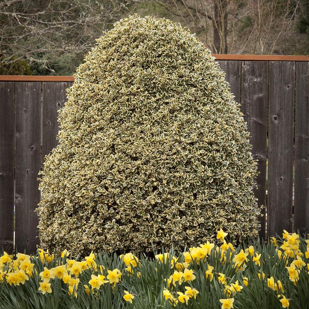 Laur Japonez Vesnic Verde Briots Menhir Piramida (Ilex), Gard Viu Rezistent La Inghet