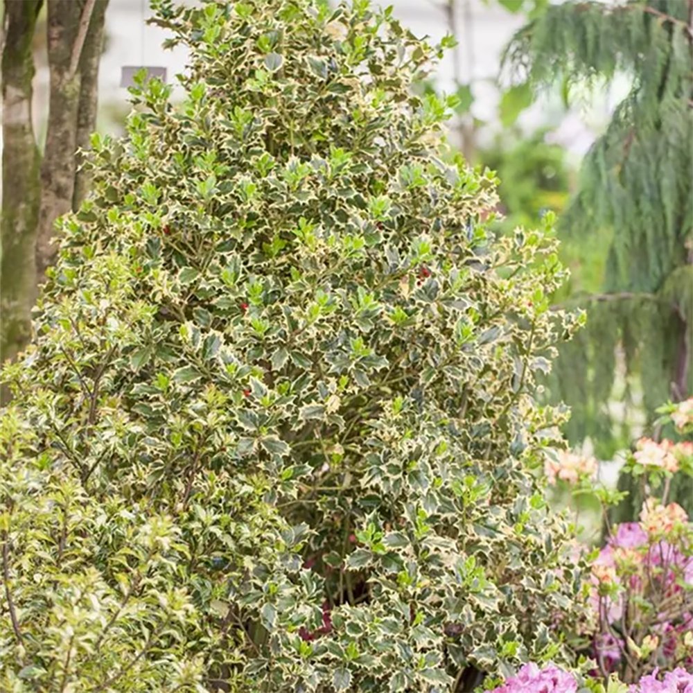 Laur Japonez Vesnic Verde Briots Menhir Piramida (Ilex), Gard Viu Rezistent La Inghet