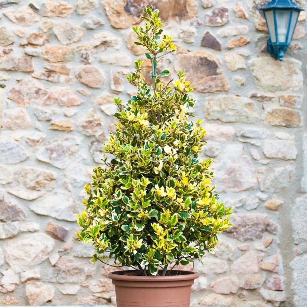 Laur Japonez Vesnic Verde Briots Menhir Piramida (Ilex), Gard Viu Rezistent La Inghet