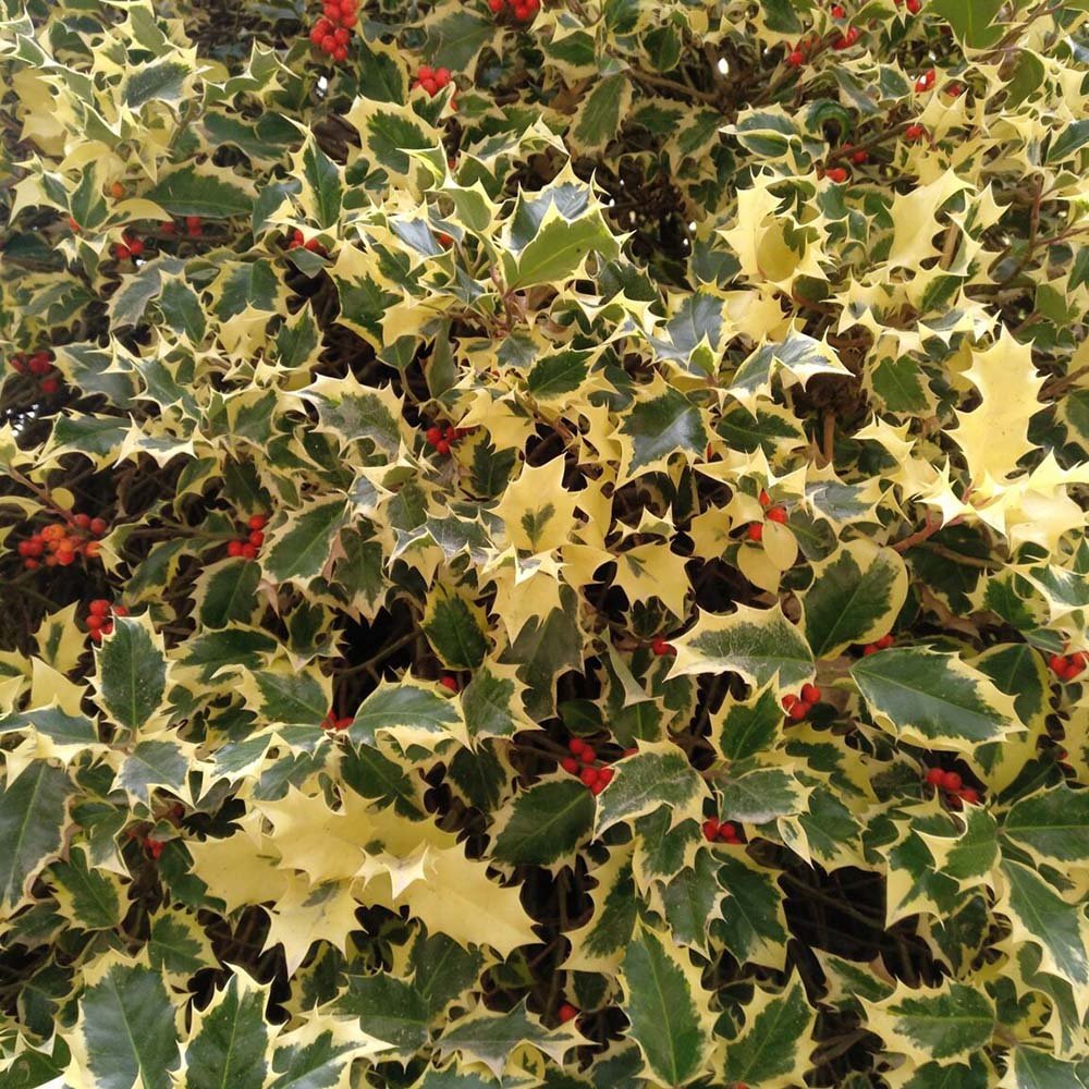 Laur Japonez Vesnic Verde Briots Menhir Piramida (Ilex), Gard Viu Rezistent La Inghet