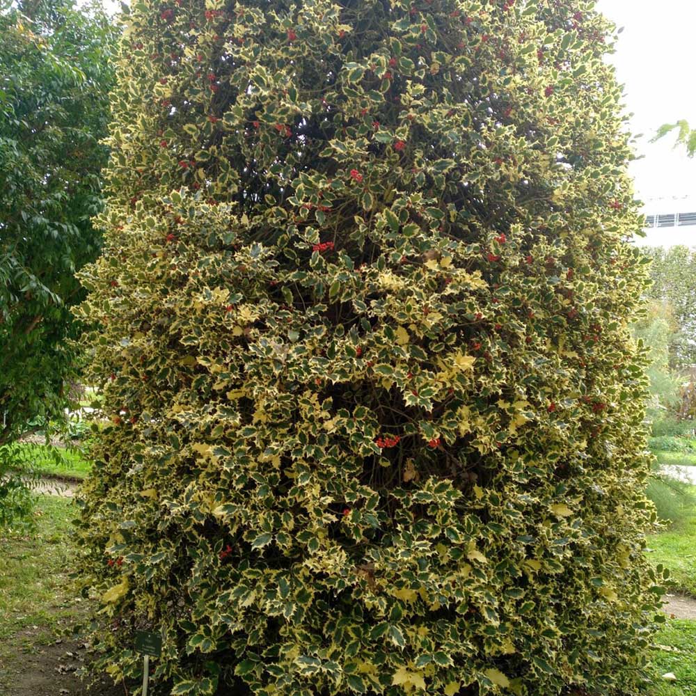Laur Japonez Vesnic Verde Briots Menhir Piramida (Ilex), Gard Viu Rezistent La Inghet