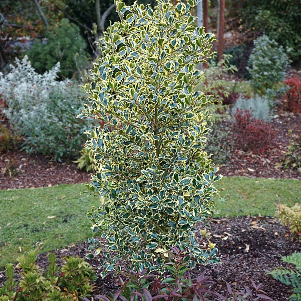 Laur Japonez Vesnic Verde Briots Menhir Piramida (Ilex), Gard Viu Rezistent La Inghet