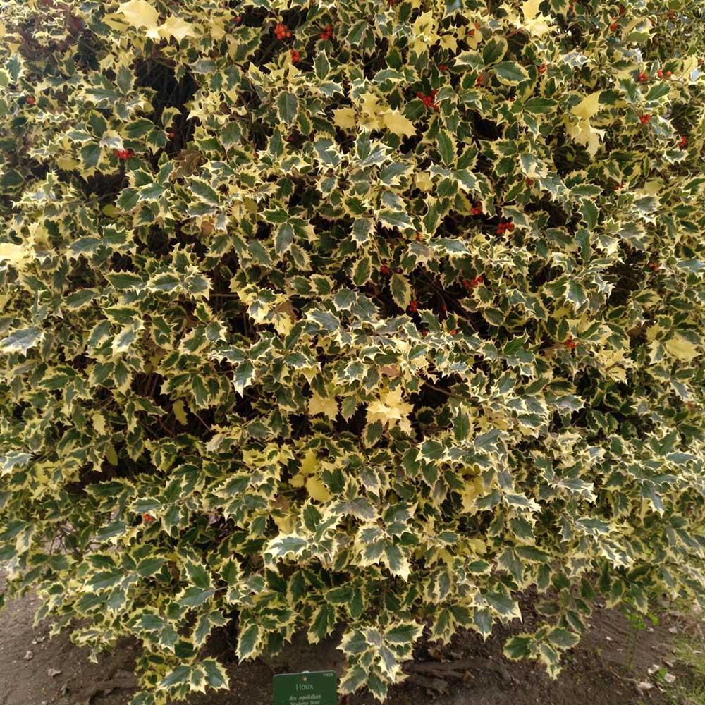 Laur Japonez Vesnic Verde Briots Menhir Piramida (Ilex), Gard Viu Rezistent La Inghet