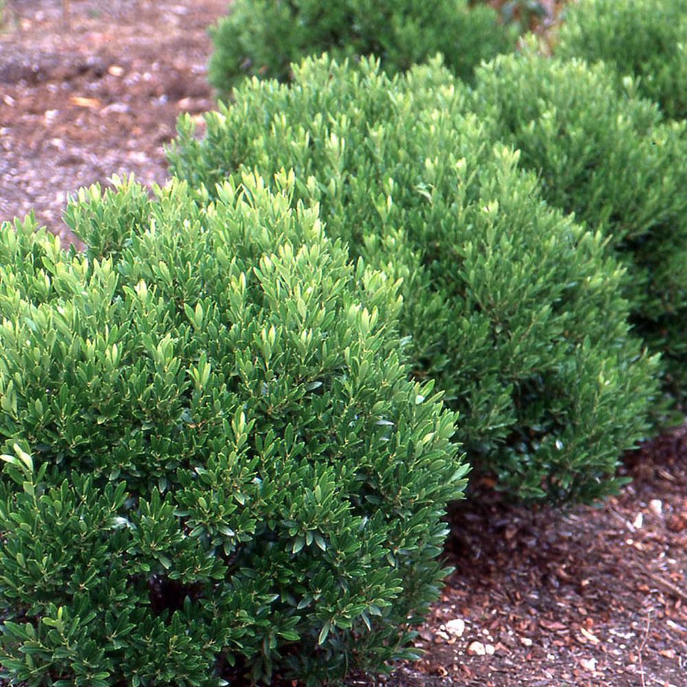 Laur Japonez Vesnic Verde Convexa (Ilex), Gard Viu Rezistent La Inghet