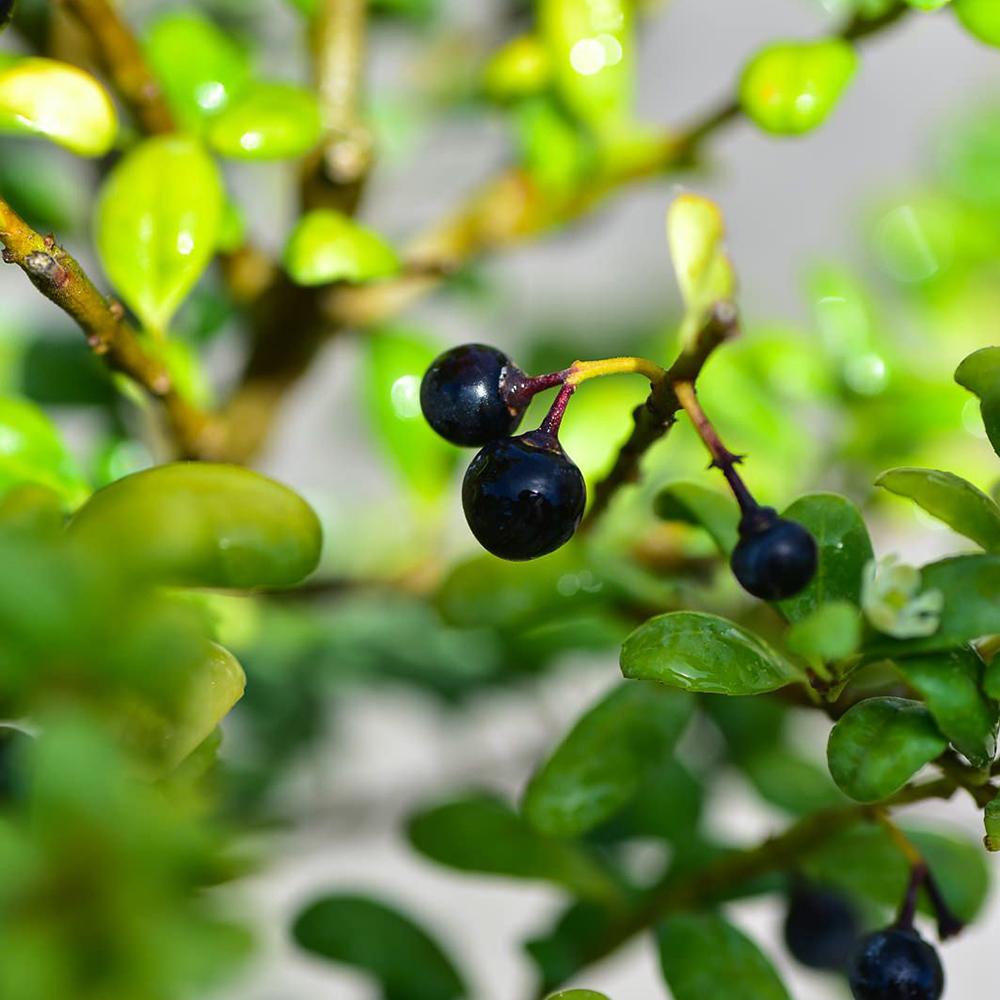 Laur Japonez Vesnic Verde Convexa (Ilex), Gard Viu Rezistent La Inghet