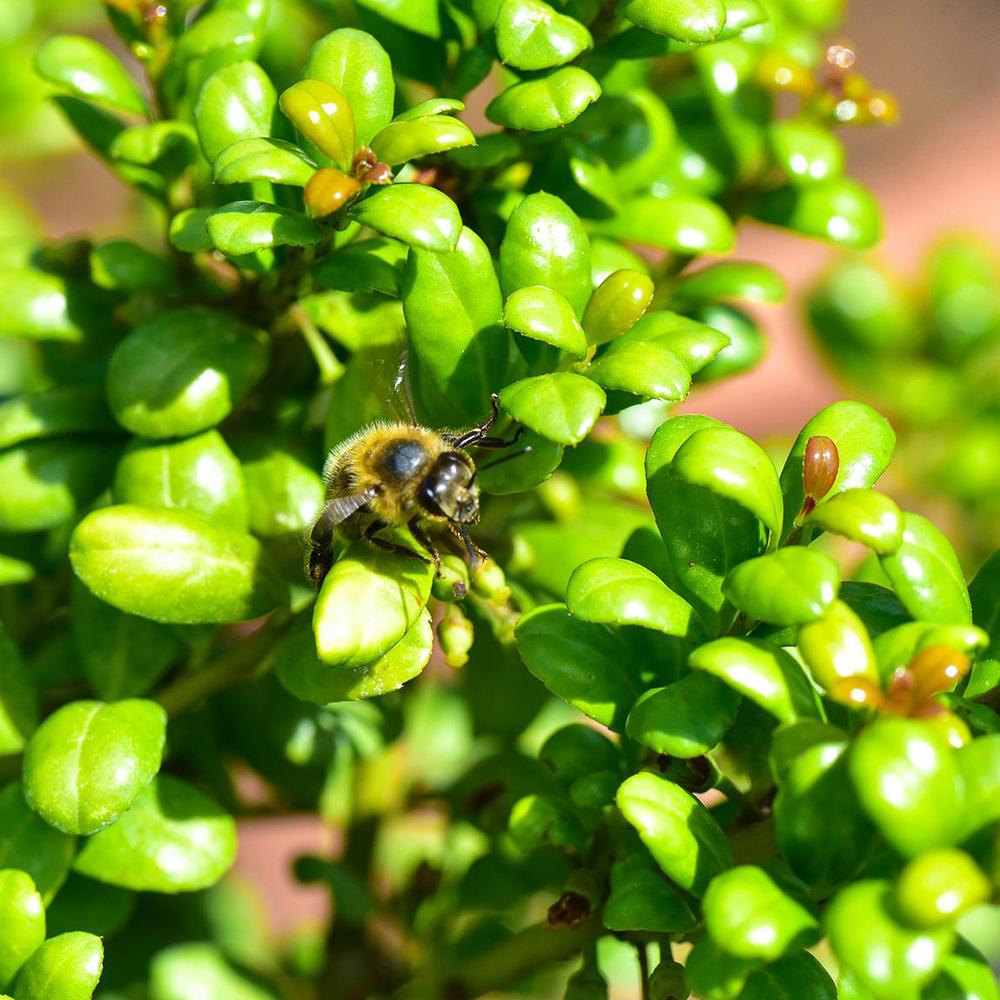 Laur Japonez Vesnic Verde Convexa (Ilex), Gard Viu Rezistent La Inghet