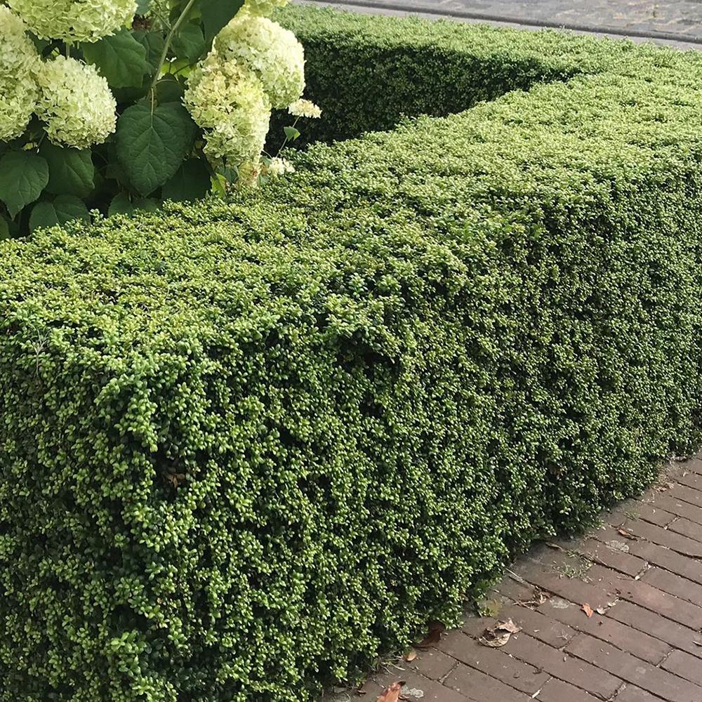 Laur Japonez Vesnic Verde Convexa (Ilex), Gard Viu Rezistent La Inghet