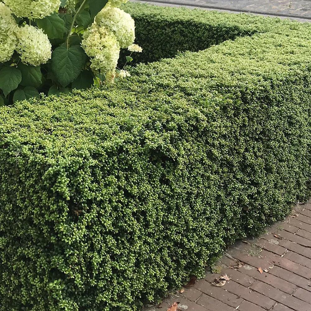 Laur Japonez Vesnic Verde Convexa (Ilex), Gard Viu Rezistent La Inghet